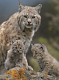 #动物#猞猁妈妈和宝宝 via：pinterest ​​​​