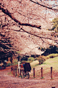 Sakura, pink, cherry blossom, japan: 