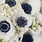 Blue Anemones