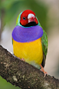 Lady Gouldian finch photographed at the Butterfly... | Beautiful Birds