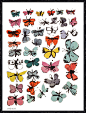 "Butterflies, 1955" Print by Andy Warhol - contemporary - Fine Art Prints - McGaw Graphics