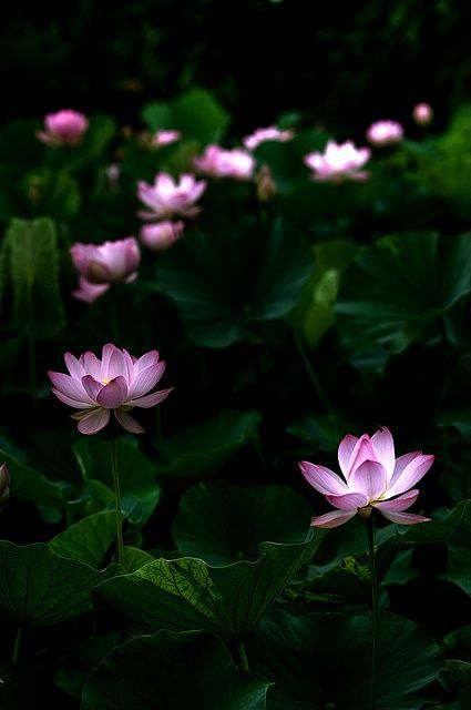 Lotus flower