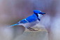 Bleu d'oiseau by Andre Villeneuve on 500px