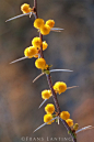 **相思分支带刺的花，合欢属，博茨瓦纳
**Acacia branch with thorns and flowers, Acacia spp, Botswana