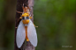 ？蝉
Black and Golden Cicada -Huechys fusca by melvynyeo on deviantART