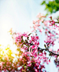 Spring Tree Cherry blossoms.Pink flowers. by Anjelika Gretskaia on 500px