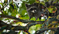 Branch, Child, Fantasy, Girl, Little Girl, Raccoon wallpaper preview