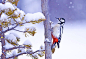 ron-mccombe_great-spottred-woodpecker.jpg (610×418)