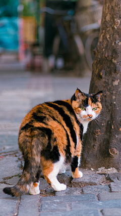 ＇桜采集到撸猫