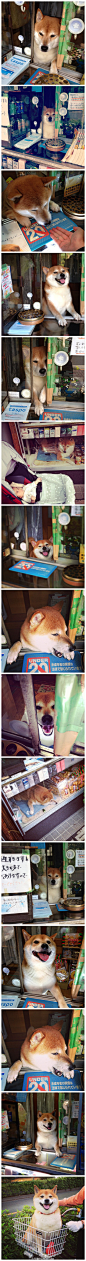前段时间日本电视台做过特辑，新浪微博上也火过一阵的香烟店小柴。这只柴犬的名字就叫「シバ（Shiba/小柴）」。感兴趣的可以关注instagram上的doggy134这个ID~各种卖萌看店照~