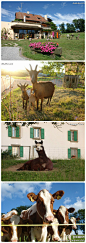 【我在瑞士的乡村寂寞着】“散步偶遇可爱的山羊，他们明明知道你不懂'羊话'，仍然很八卦地凑上前来，瞧这娘仨可爱的样子...”（