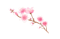 樱花png，花瓣png，桃花png