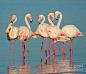 Africa Photograph - Five Flamingos by Inge Johnsson