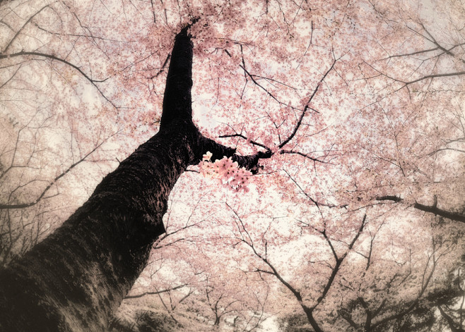 粉红色的梦，樱花。日本