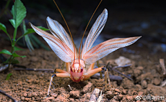 Mr青玄采集到【生物】—昆虫