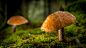 Photograph Mushrooms by Björn Dahlstrand on 500px