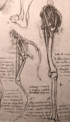 Jonathan-Wu采集到Anatomy