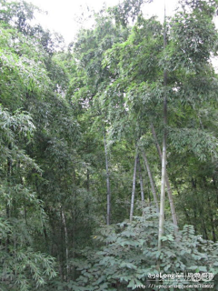 bettycheng采集到九华山(2)_天台峰 多图, 