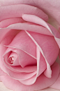 perfect pink rose