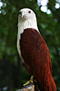 Brahminy Kite (India)