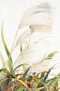 #DO绘生日花# 12.08日的生日花是芦苇，祝今日破蛋的孩纸生日快乐！花语：深情~（第三张动图，不动点击查看大图）