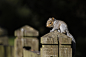 Baby Squirrel at Staunton Farm.