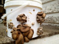 Growing Oyster Mushrooms in a Bucket &#;171 Milkwood: permaculture farming and living