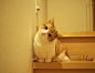 3岁的茶太郎和2岁的黄豆粉，是来自日本的短腿猫，兄妹俩的日常太可爱了~！ins：amaccho5160