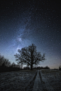 Photograph Dark tree by Andris Barbans on 500px