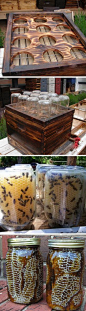 Beehive In A Jar: 