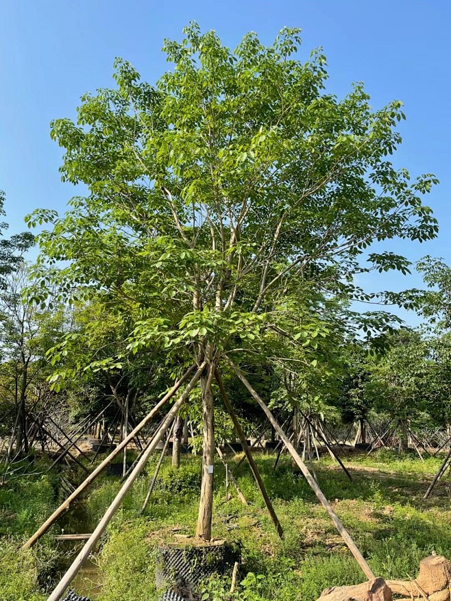 红花风铃木  15cm (3)