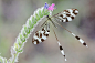 Nemoptera bipennis by RGSeby on deviantART