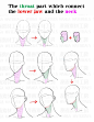 MangaMaterials＠TESCO on Twitter : “How to draw the neck : Awkward part and the correcting method②”