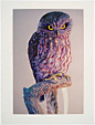 Wonderful Owl Watercolor Paintings by John Pusateri