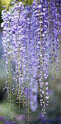 Wisteria