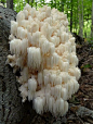 Hericium coralloides, a fungi. Photo via wikipedia.