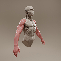 擎宇皇龙斩采集到石膏 3D模型 CG 肌肉