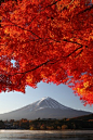 Mount Fuji with Red Maple tree in Autumn, Japan