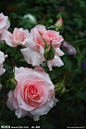 【图】粉色的牡丹花摄影图__花草-玫瑰花_顽皮本色的收集_我喜欢网