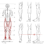 人体解剖+骨骼结构参考素材。论坛回复免费下载：O网页链接