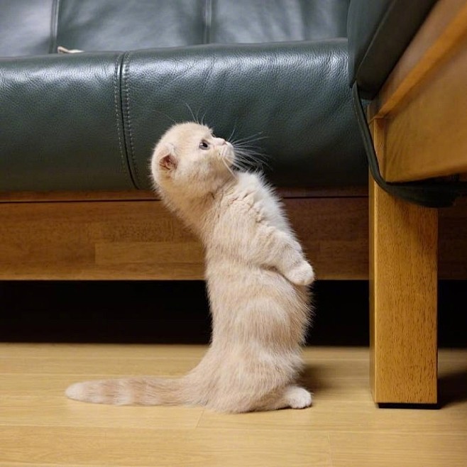 #宠物表情包#一只喜欢站立的小折耳猫，萌...