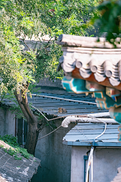 琴子欧尼采集到Photography and cats