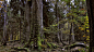 Bialowieza-Forest_1600TCL-1404x778-c-default.jpg (1404×778)