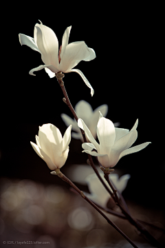 感觉有些不对采集到闲野疏影【花草】