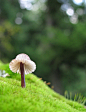 蘑菇小雨伞