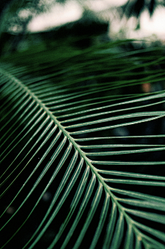 织月色采集到green