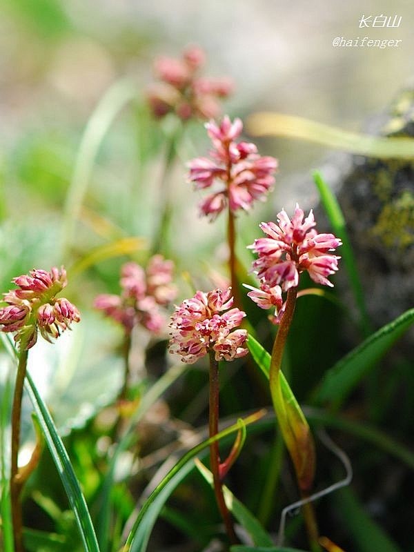 长白岩菖蒲