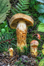 ˚Cortinarius limonius