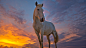 Camargue Horse at Sunset