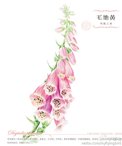 x虾i虾a采集到花